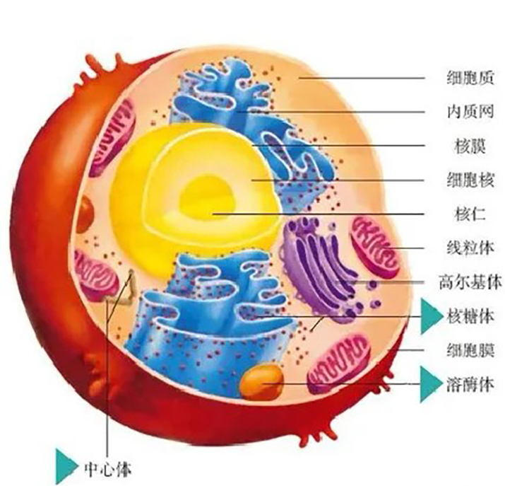 干細(xì)胞展廳設(shè)計(jì)，助力健康中國(guó)——深圳展廳設(shè)計(jì)分享